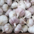 Export Chinese fresh garlic high quality garlic wholesale